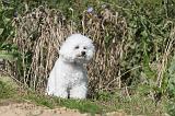 BICHON FRISE 241